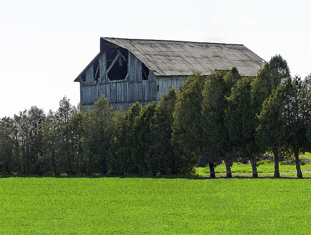 Day 2, an old barn near Rondeau PP, Ontario