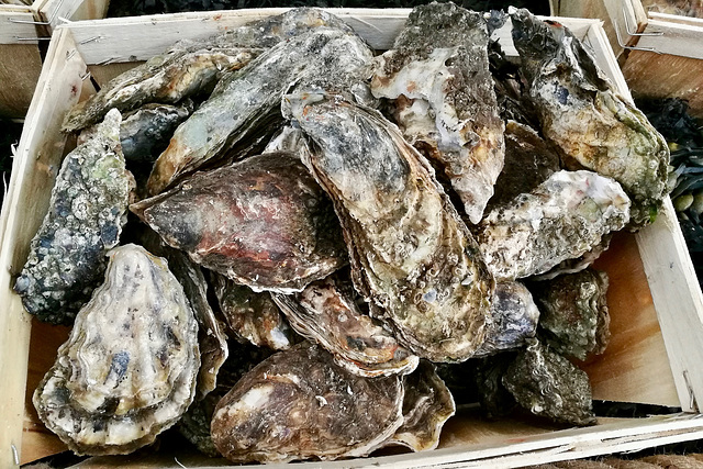 London 2018 – Oysters from Mersea Island