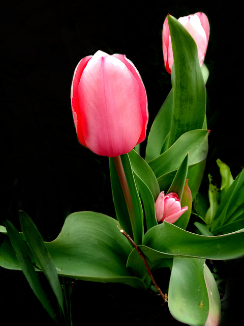 Tiempo de tulipanes-2