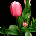 Tiempo de tulipanes-2