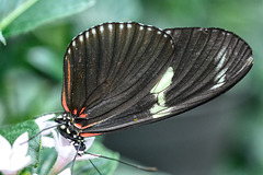 HUNAWIHR: Jardins des papillons 44