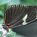 HUNAWIHR: Jardins des papillons 44