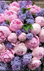 Bouquet de pivoines et lilas************