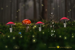 dancing mushrooms :)