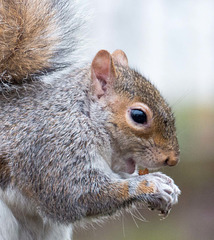 Squirrel close up (1)