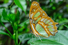 HUNAWIHR: Jardins des papillons 45