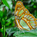 HUNAWIHR: Jardins des papillons 45