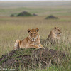 Lioness on a mound