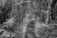 Fairyland Trail
