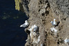 Cnoc Sochaí, Gulls Nesting Place on Cliff