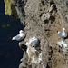 Cnoc Sochaí, Gulls Nesting Place on Cliff