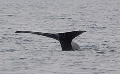 Azores, The Island of Pico, The Tail of Sperm Whale