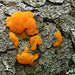 Jelly fungus - Witches' butter (Witch's butter)?