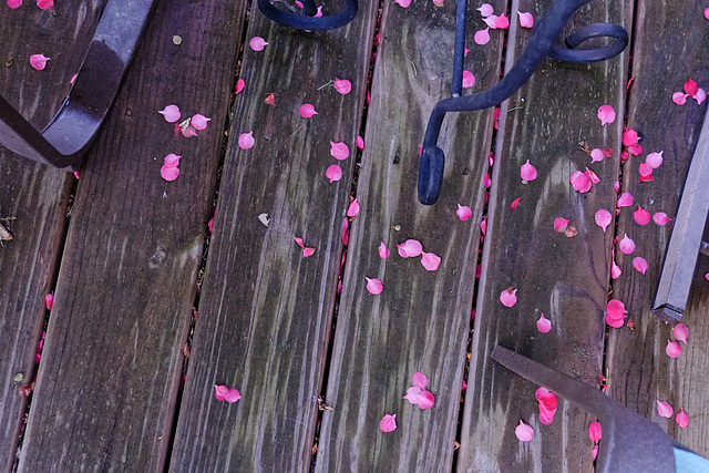 Petals on Porch