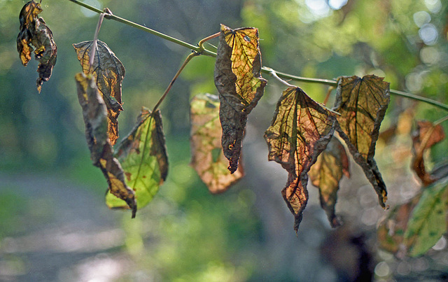 Sunlight on Old Leaves