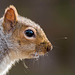 Squirrel close up (3)