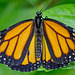 HUNAWIHR: Jardins des papillons 47