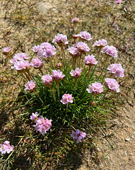 Thrift flowers growing in "the Gut". Thrift was used as an emblem on the old 12-sided threepenny coin as a reminder of the importance of spending money wisely during the wars.