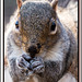 Squirrel close up.