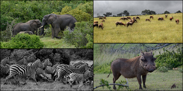 African Safari postcard