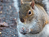 Squirrel close up