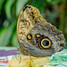 HUNAWIHR: Jardins des papillons 48