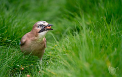 Jay in the grass 3