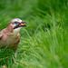 Jay in the grass 3