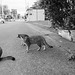 Street cats
