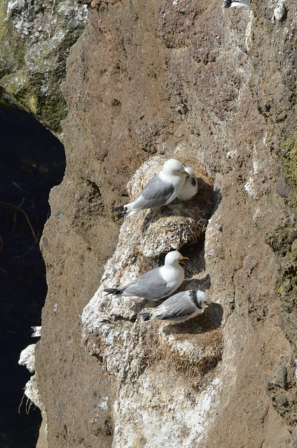 Cnoc Sochaí, Gulls on the Cliff
