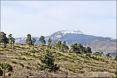 Mont Mézenc (07/43) (1753m) vu de Saint-Clément (07) 2 avril 2014.