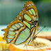 HUNAWIHR: Jardins des papillons 49