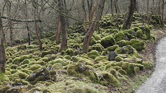 Moss covered rocks