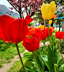 Der Lago di Ledro, durch die Blumen gesehen... Lago di Ledro, seen through the flowers ... ©UdoSm