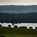 Arnfield Reservoir cows