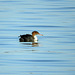 Red-breasted Merganser, Day 2, Rondeau Provincial Park