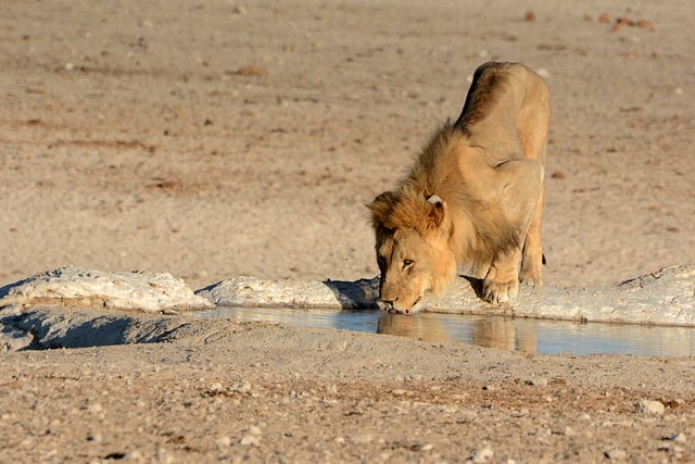 Namibia, Lion Drinks Water Like a Kitten (look at his tongue)