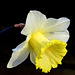 Narcissus Golden Echo