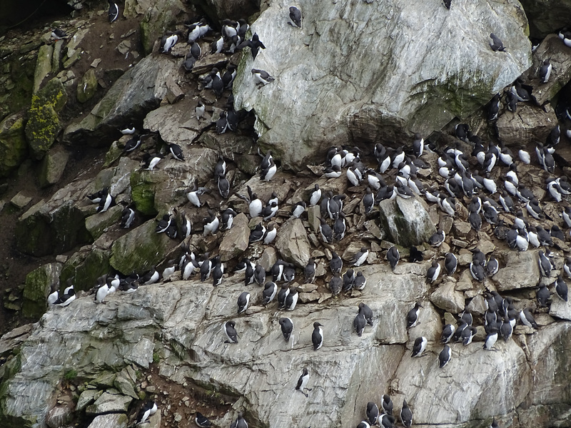 Guillemots on the cliffs by South Stack