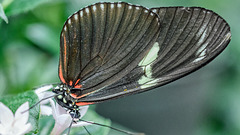 HUNAWIHR: Jardins des papillons 51