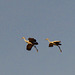 Flying Sandhill Cranes