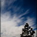 6/366: Pine Tree Against Dramatic Sky