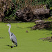 Heron in a green lake