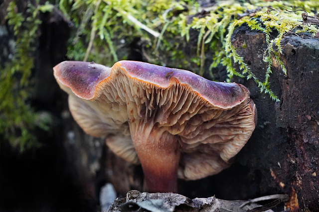 Ein Winterpilz - A winter mushroom