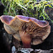 Ein Winterpilz - A winter mushroom