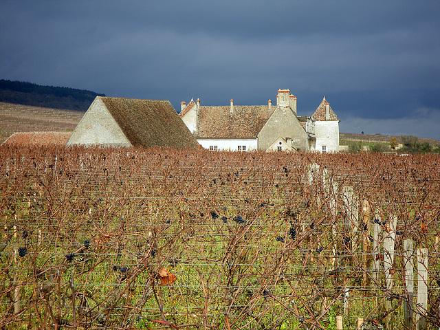 Le Clos de Vougeot et ses célèbres vignobles (21) 18 novembre 2010.