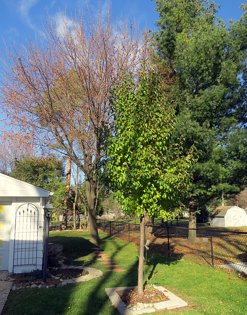 Nov. 24th and our pear tree is still green