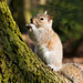 Squirrel feeding (1)