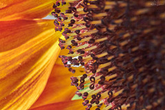 Sonnenblume (Helianthus annuus) ☀︎ PiP
