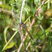 Violet Dropwing f (Trithemis annulata)